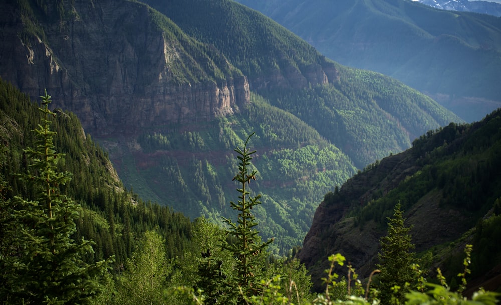 green trees on mountain during daytime