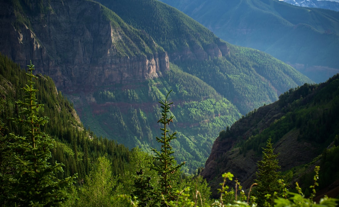 green trees on mountain during daytime