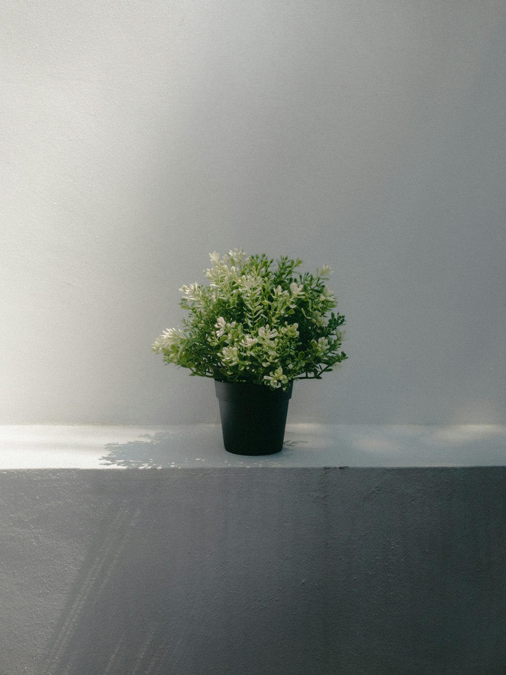 white flowers in black pot