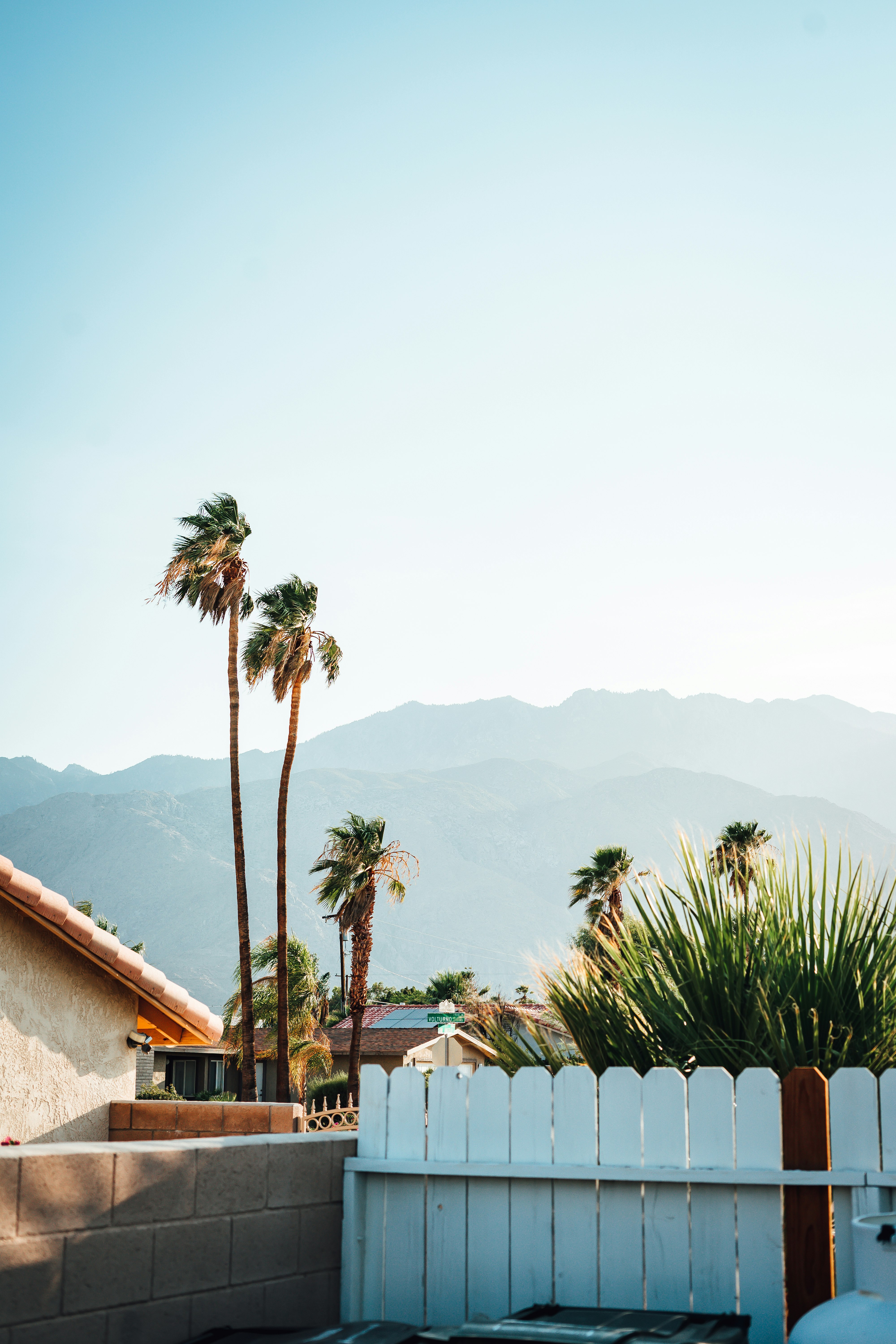 palm tree near white wooden fence