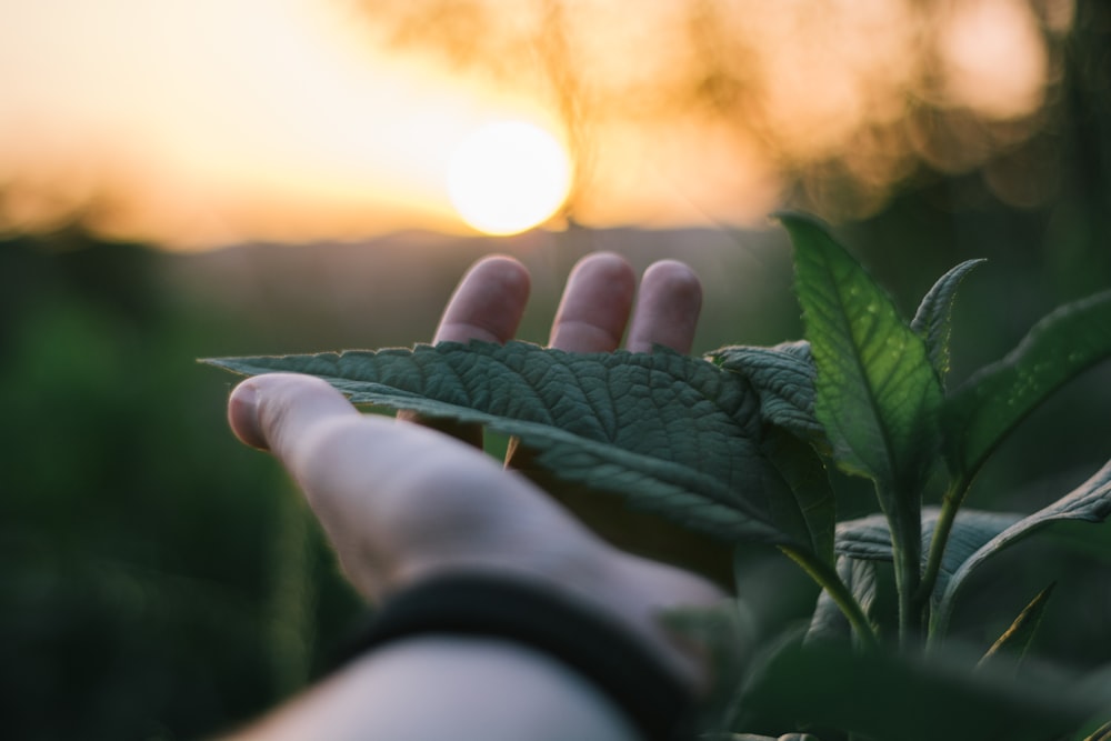 person holding green leaf during sunset