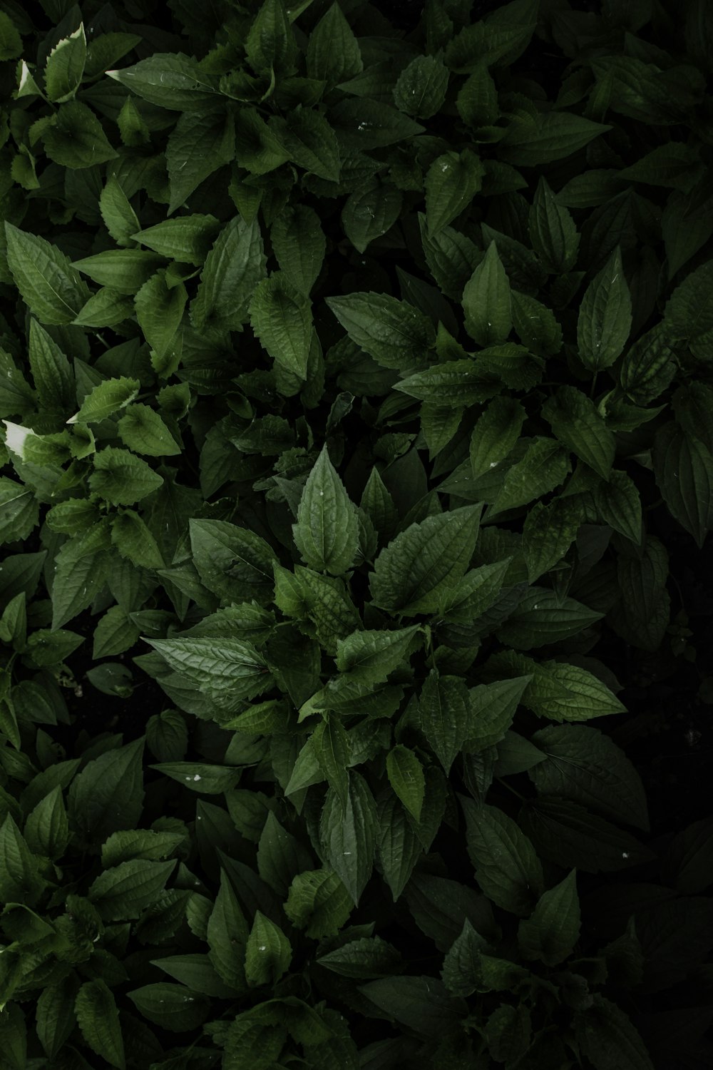 green leaves plant during daytime