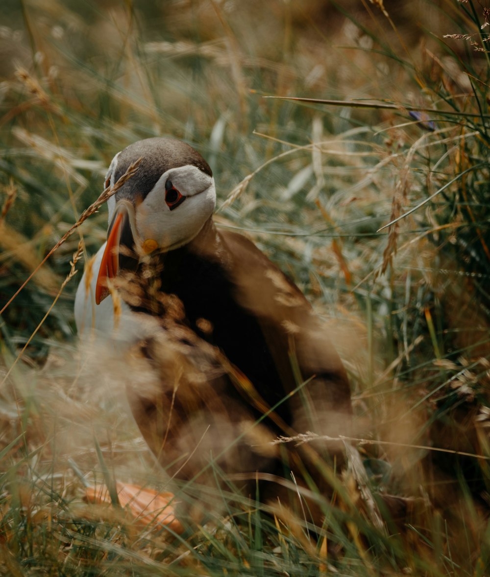 brown and white bird on green grass