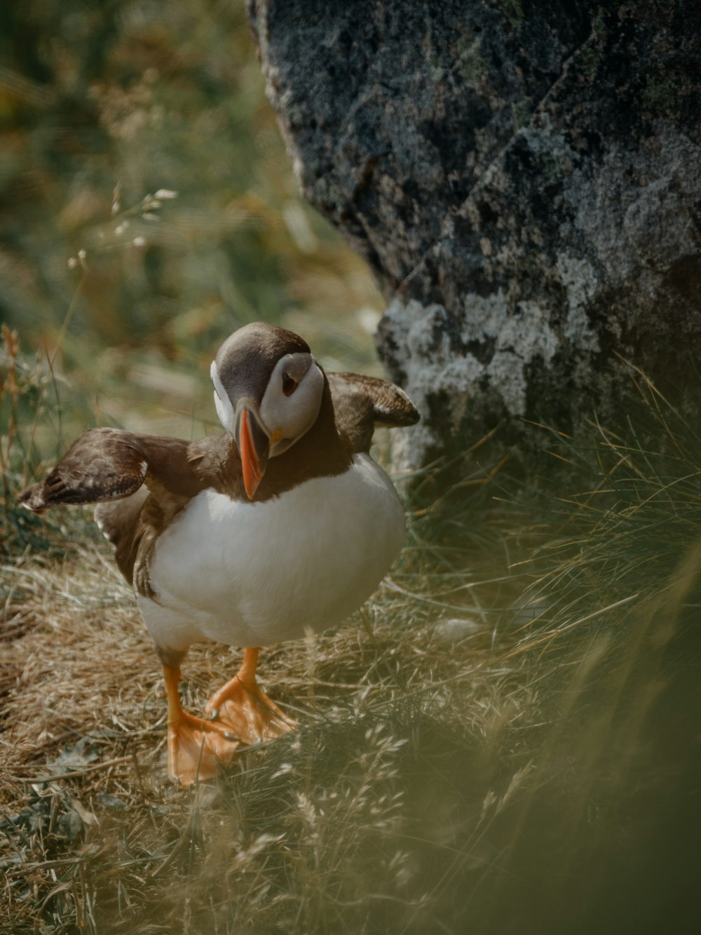 white and brown duck on water