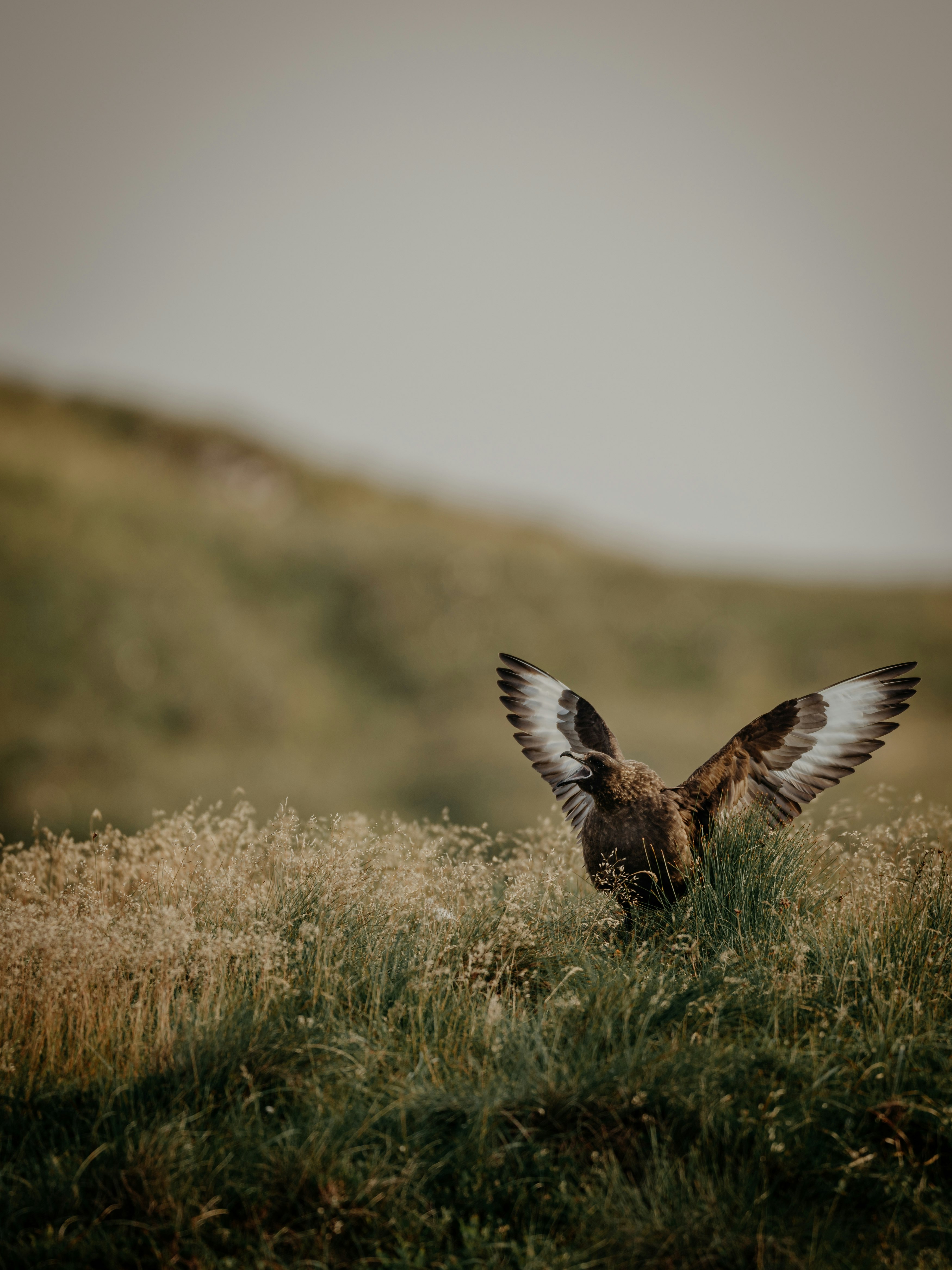 brown and white bird flying over brown grass during daytime