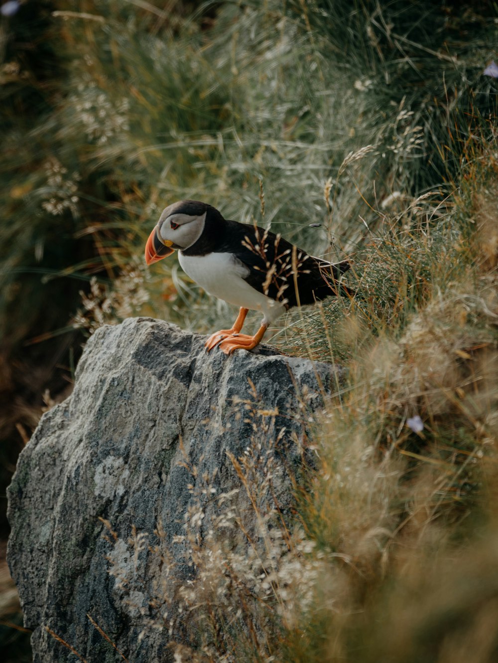 black and white bird on brown tree trunk during daytime