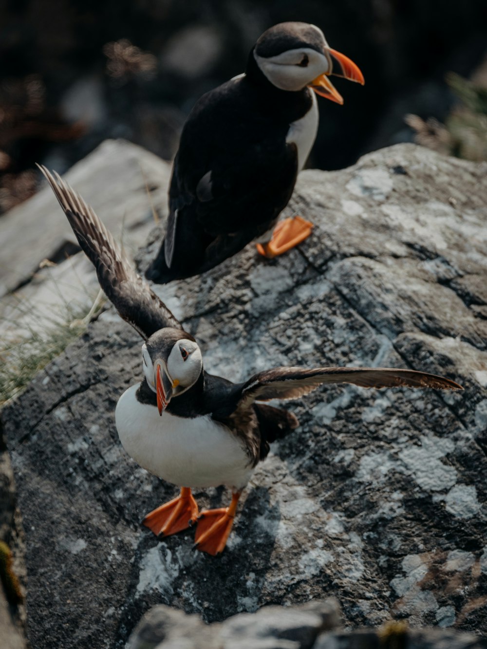 white and black bird on gray rock