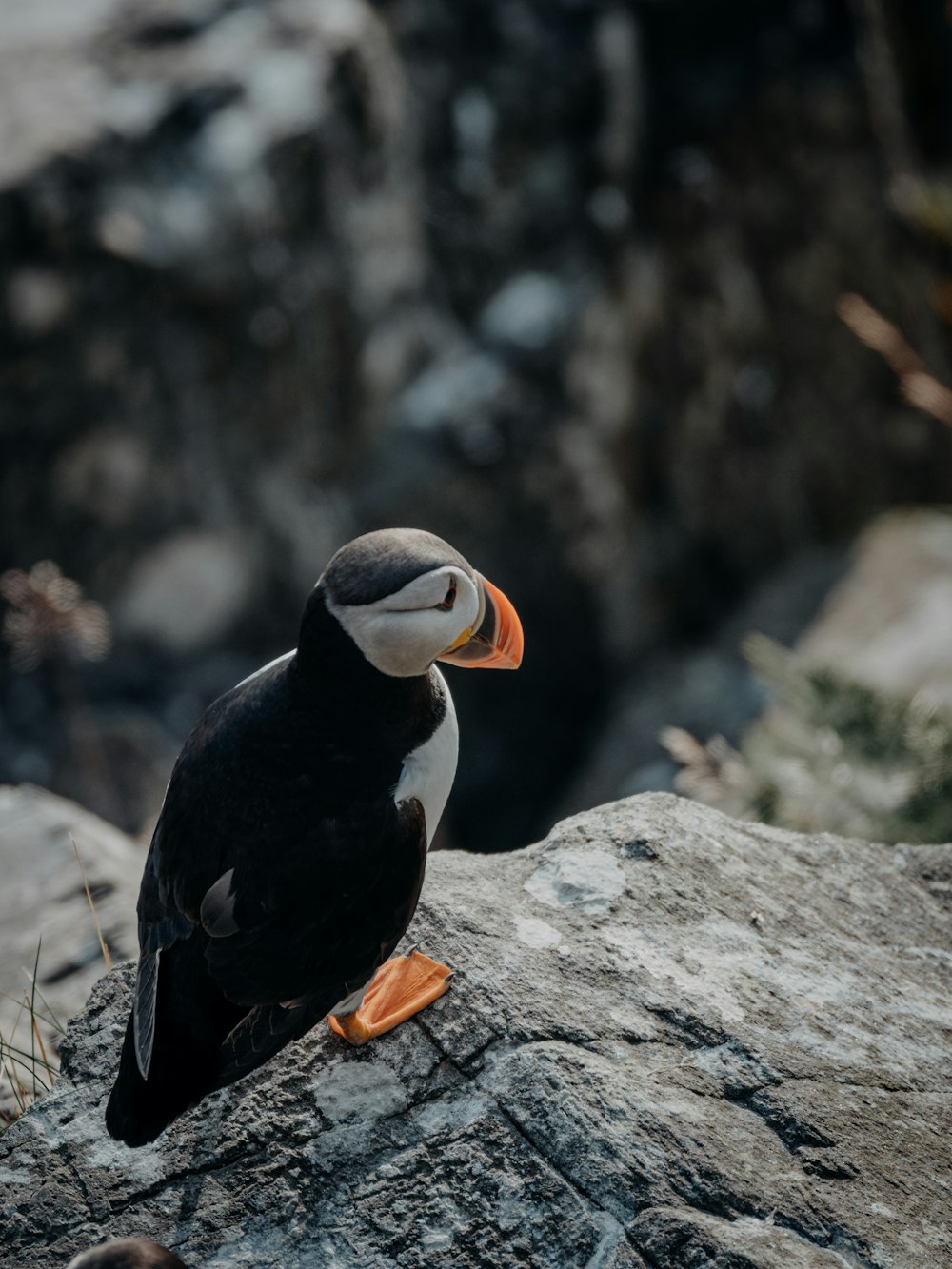 black and white bird on gray rock