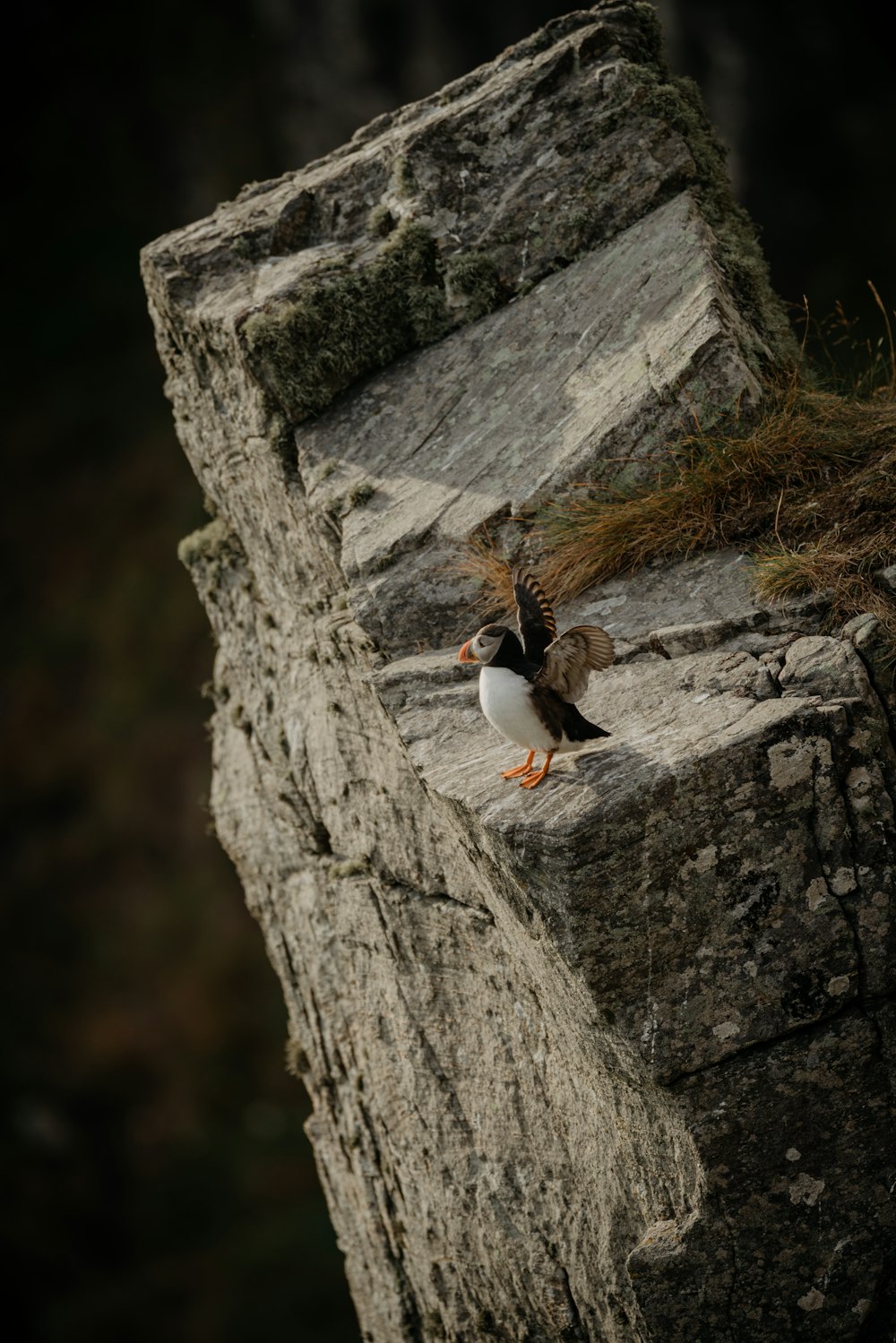 white and black bird on gray rock