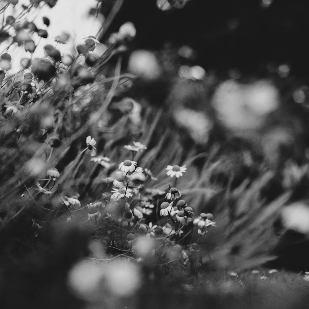 grayscale photo of flower buds