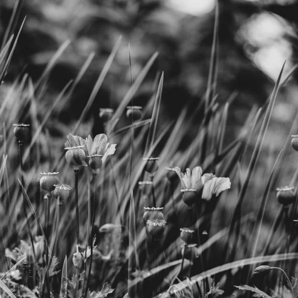 grayscale photo of flower field