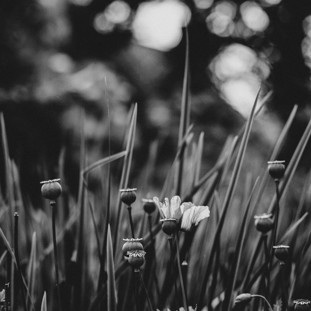 Foto en escala de grises de flores blancas