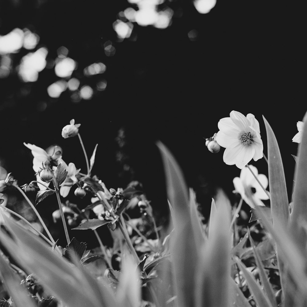 grayscale photo of white flower