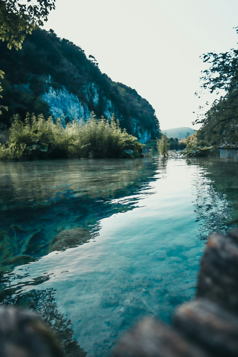 green trees beside river during daytime