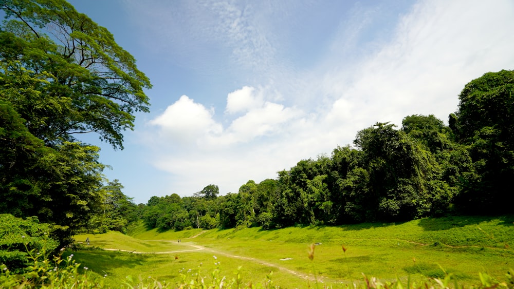 green grass field and trees under white clouds and blue sky during daytime