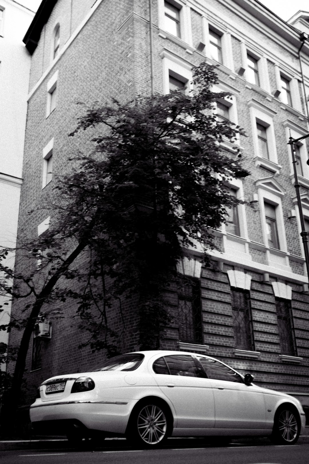 grayscale photo of tree near building