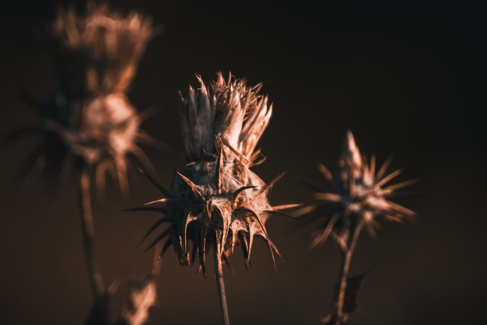 brown and white plant in close up photography