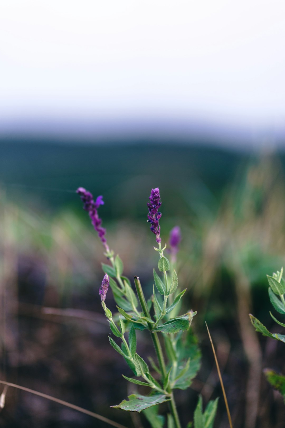 purple flower in tilt shift lens