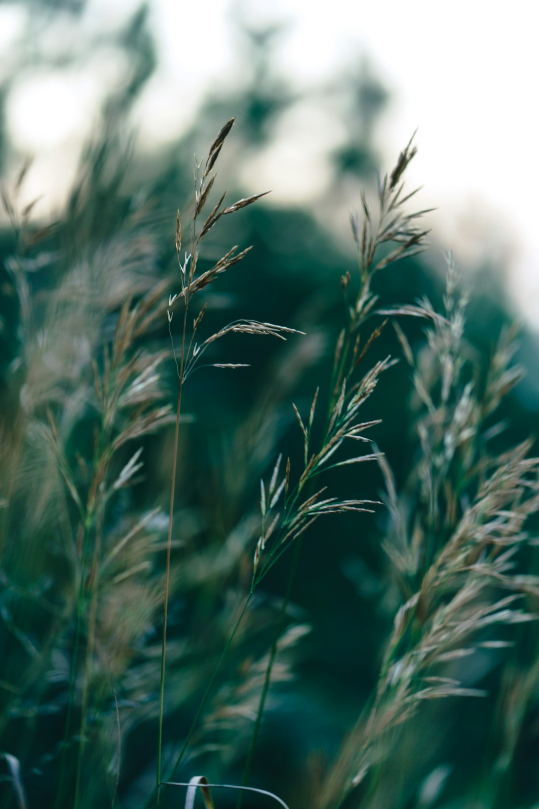 green wheat field during daytime