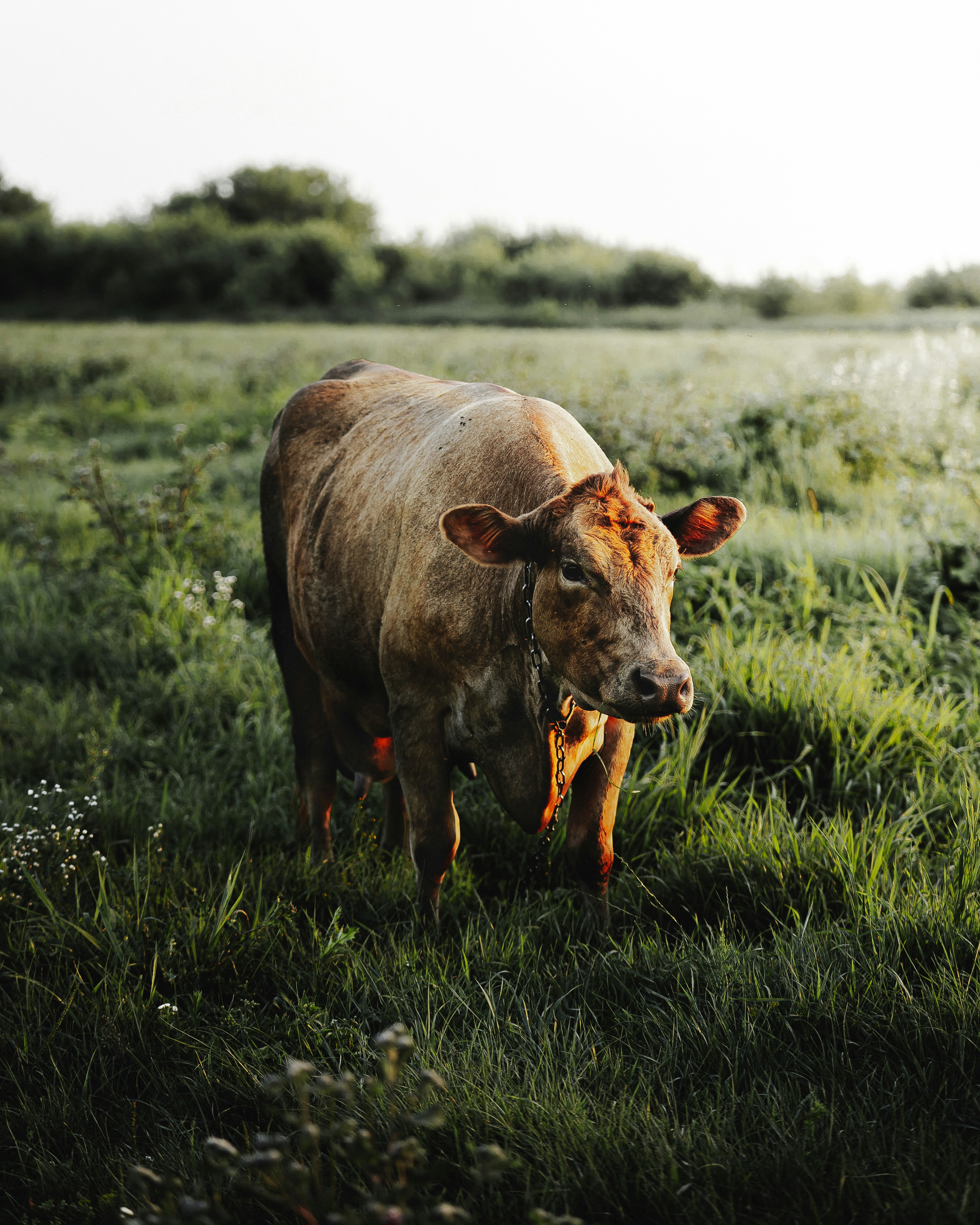 brown cow on green grass field during daytime