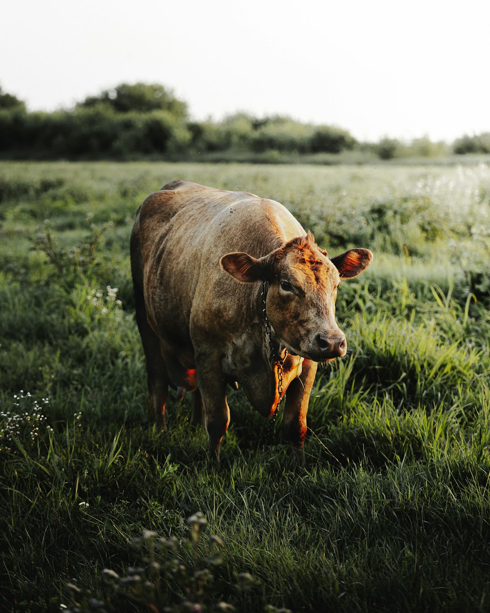 brown cow on green grass field during daytime