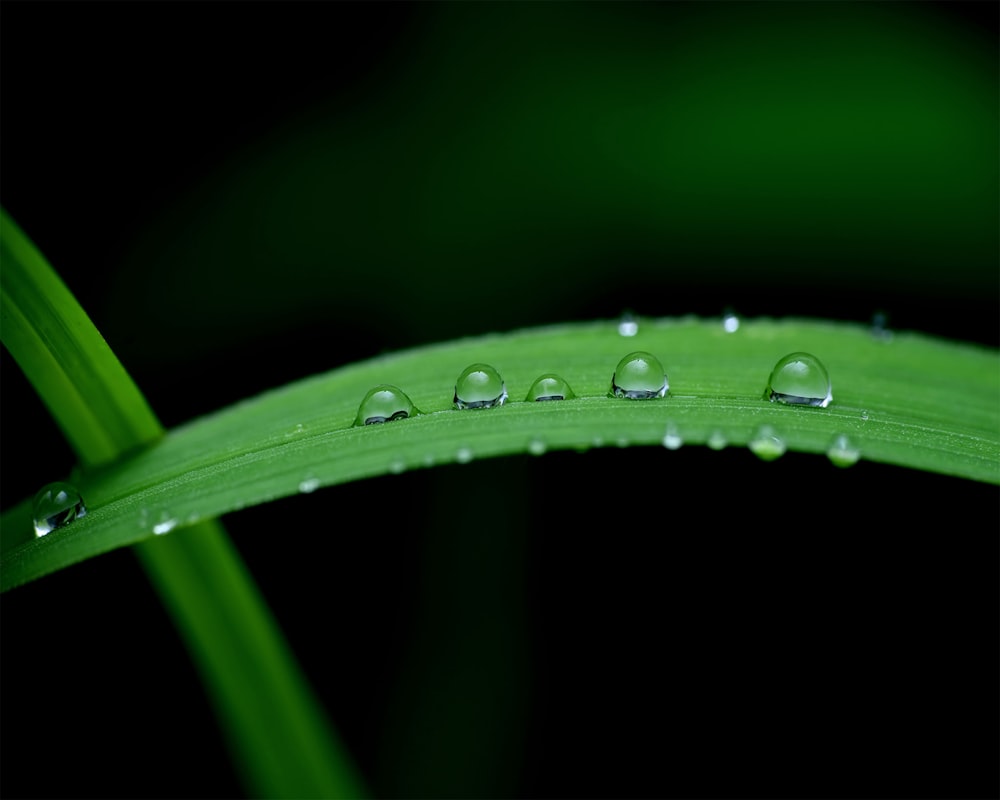 gotas de agua en la hoja verde