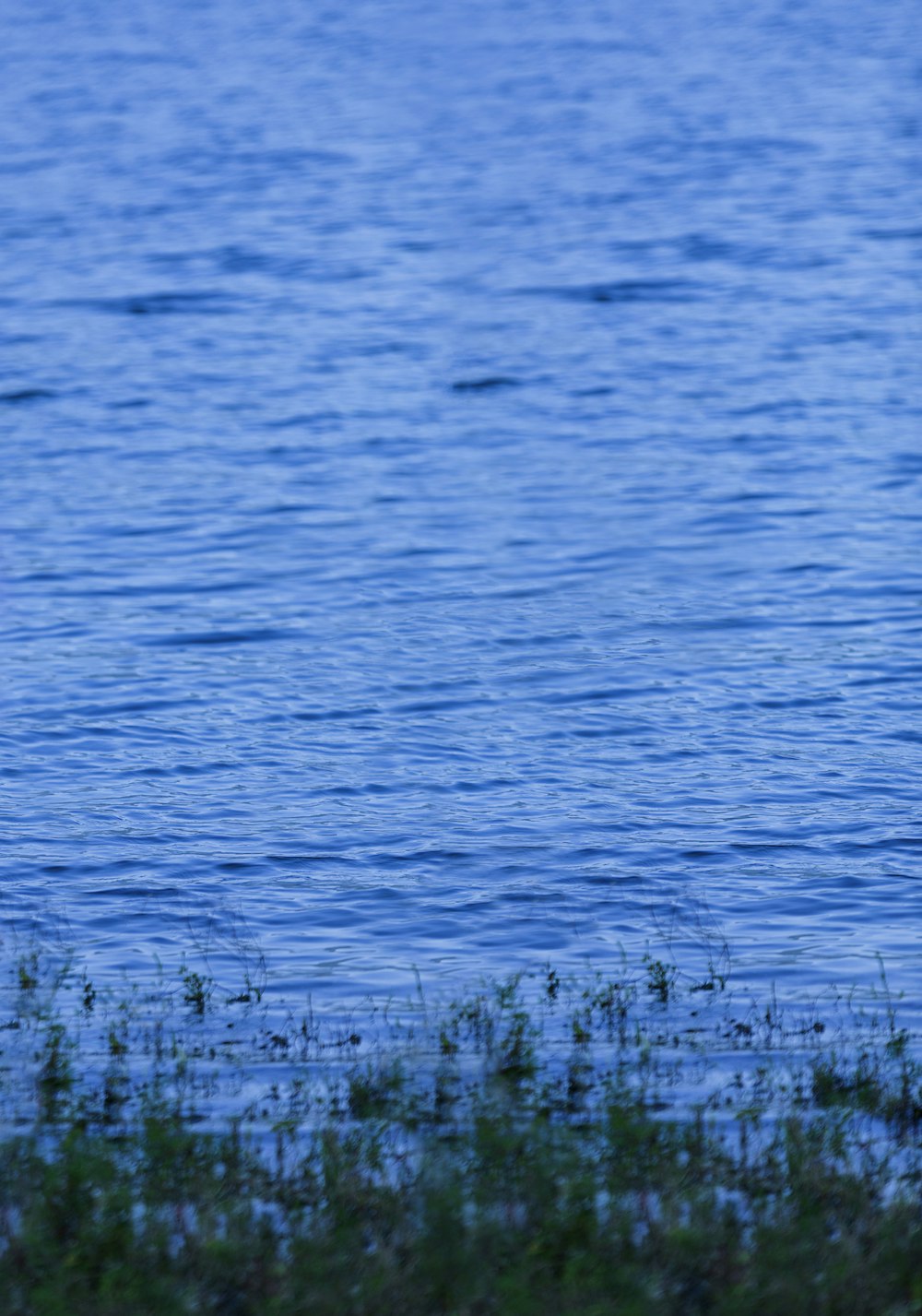 green grass near body of water during daytime