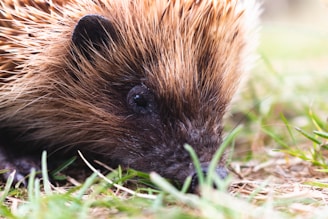 Close-up of a curious hedgehog peeking through lush green hedges at dawn.