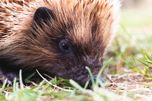 Close-up of a curious hedgehog peeking through lush green hedges at dawn.