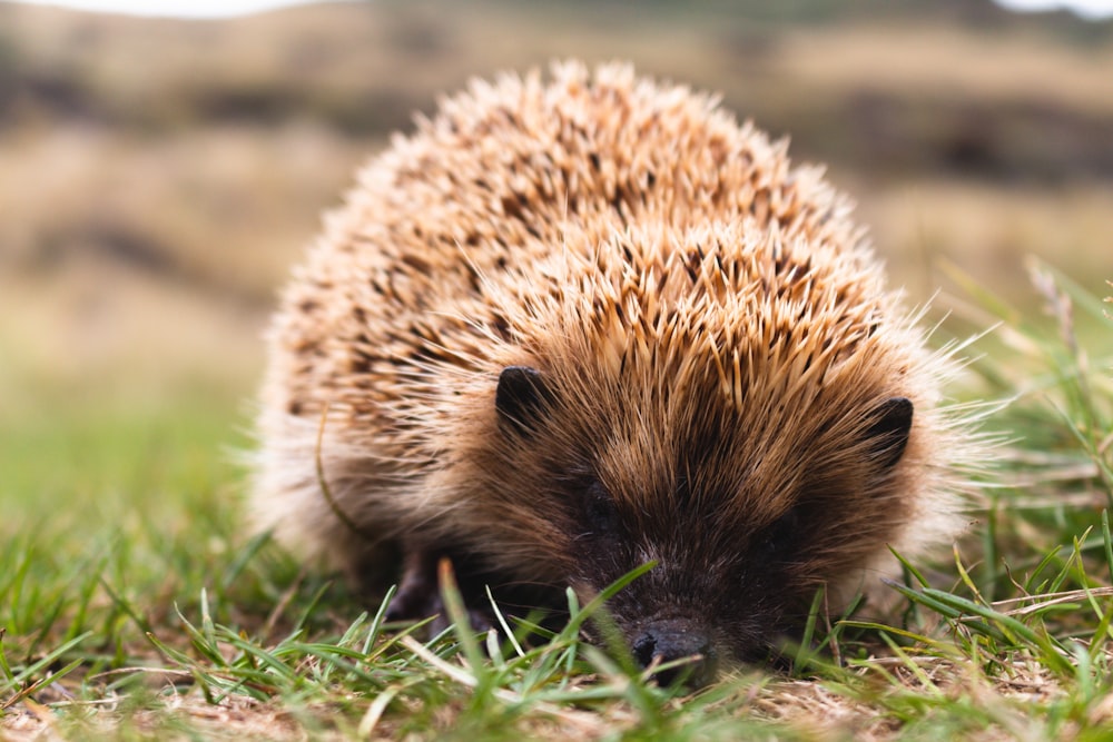 brown hedgehog on green grass during daytime
