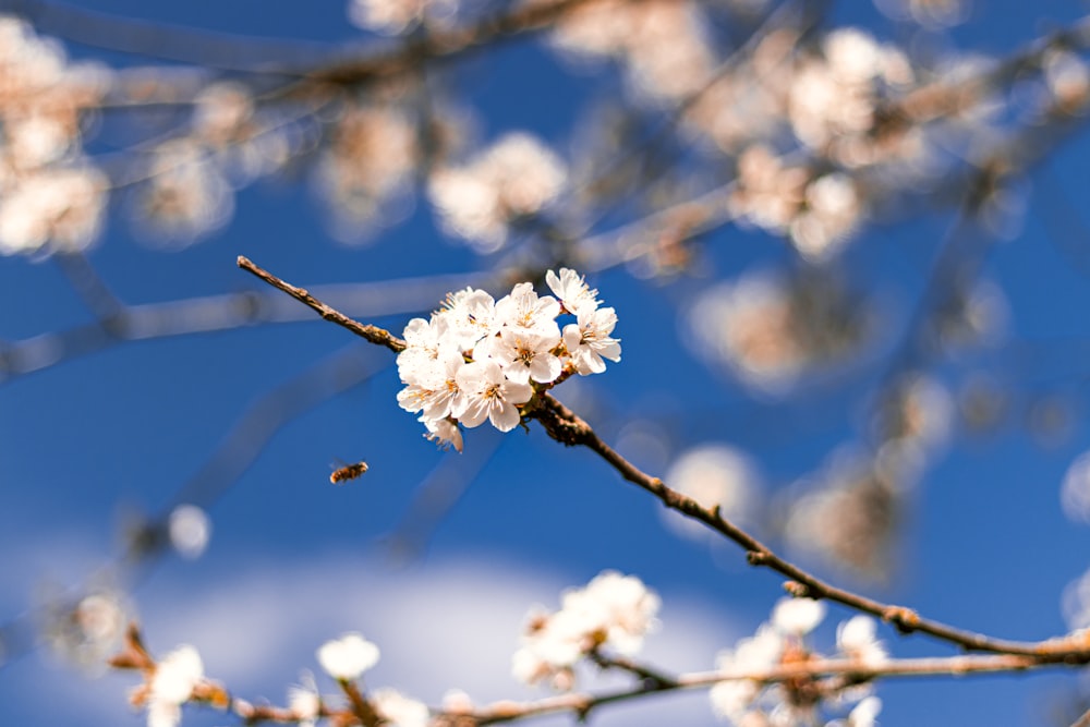 white flower on brown stem during daytime