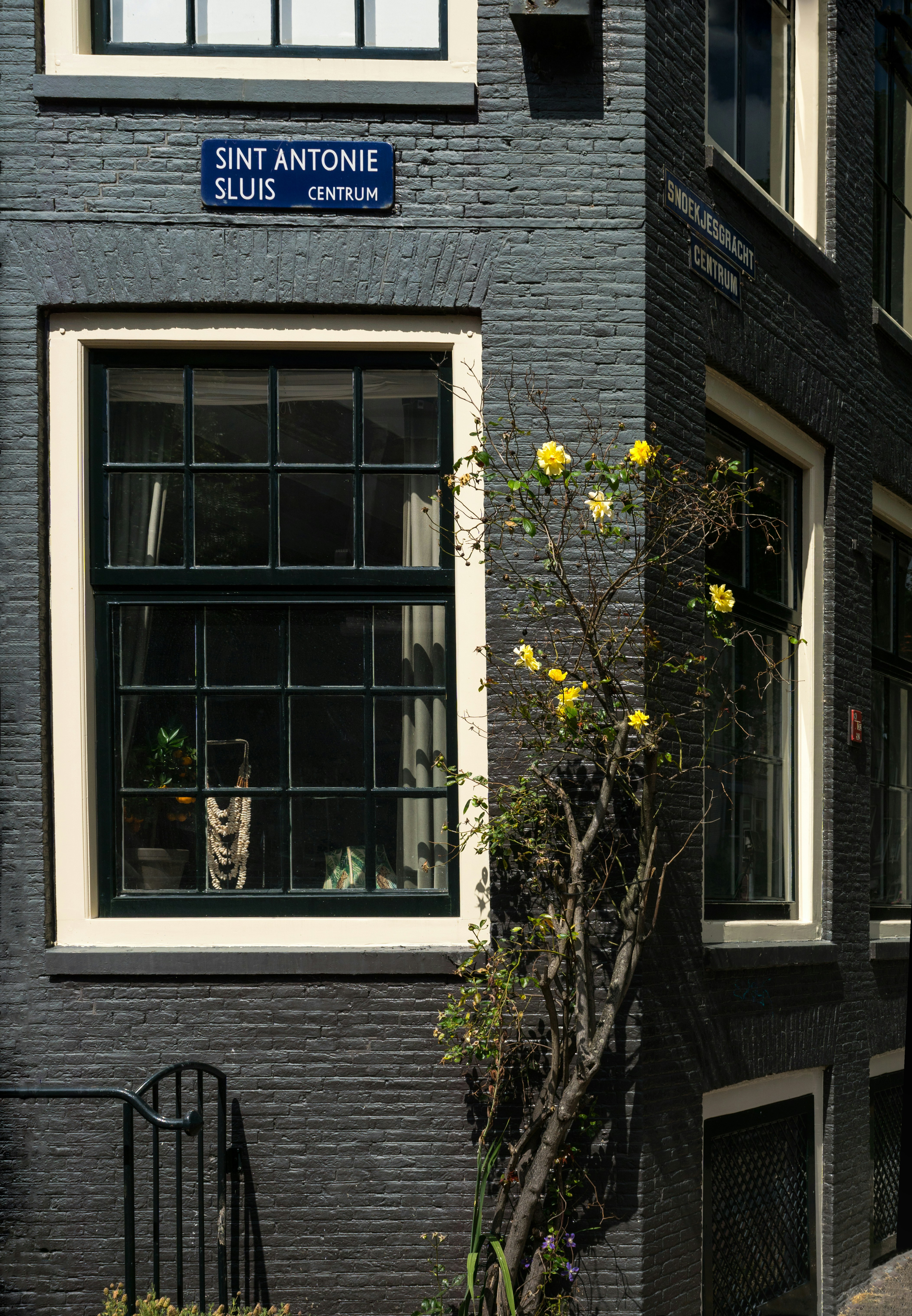 blue wooden window frame with yellow flowers