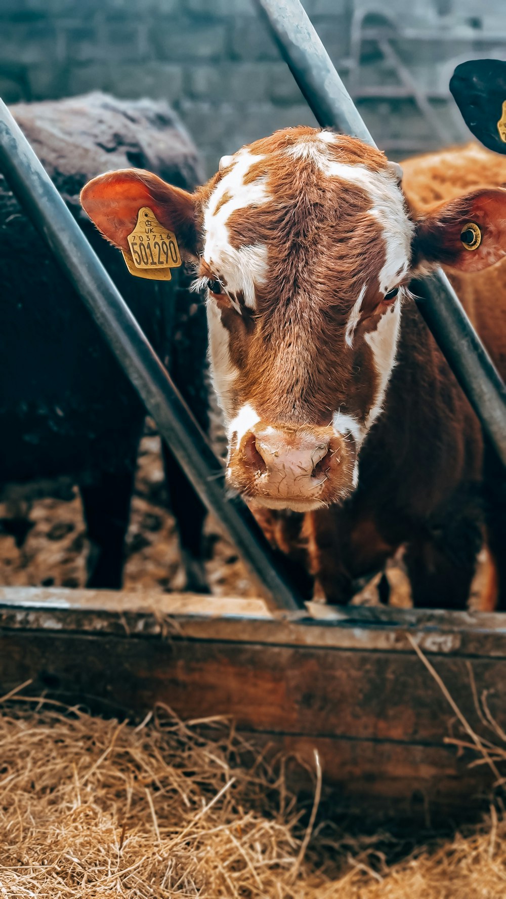 brown and white cow in cage