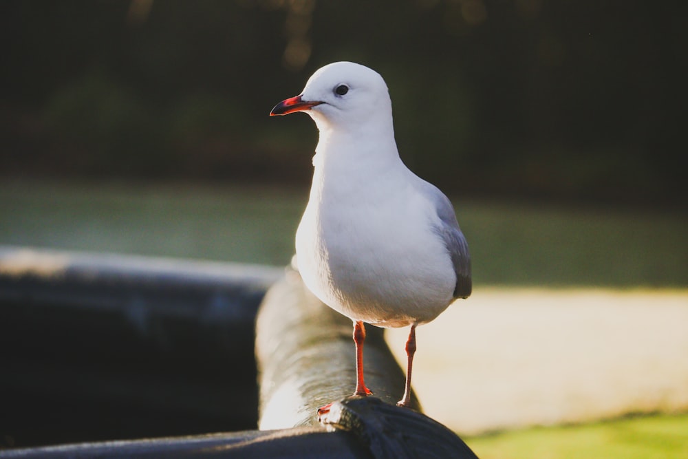 white and black bird on brown wooden log