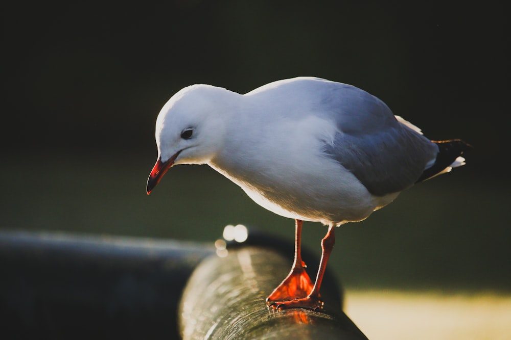 white and gray bird on brown stone