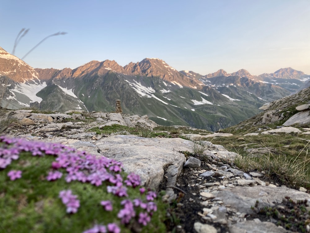 purple flowers on rocky mountain during daytime