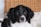 black and white short coated dog