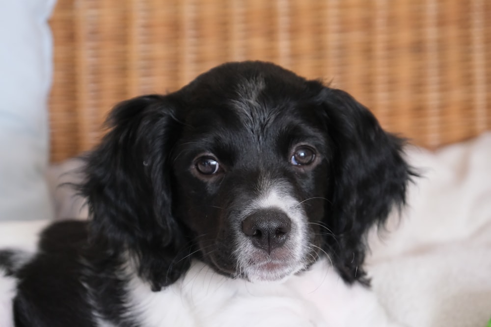black and white short coated dog