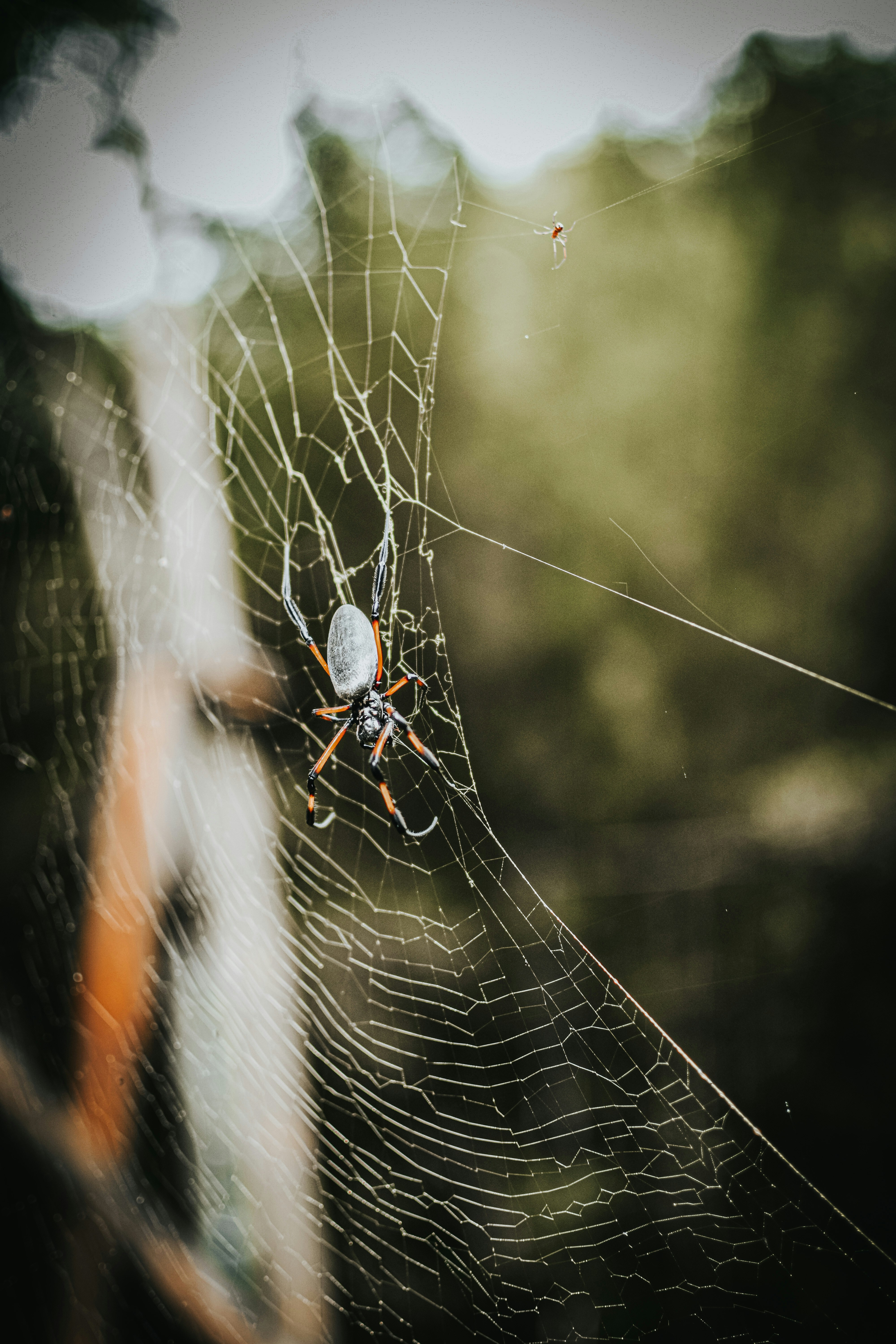 black and orange spider on web in close up photography during daytime