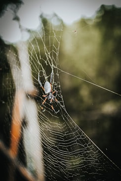 black and orange spider on web in close up photography during daytime