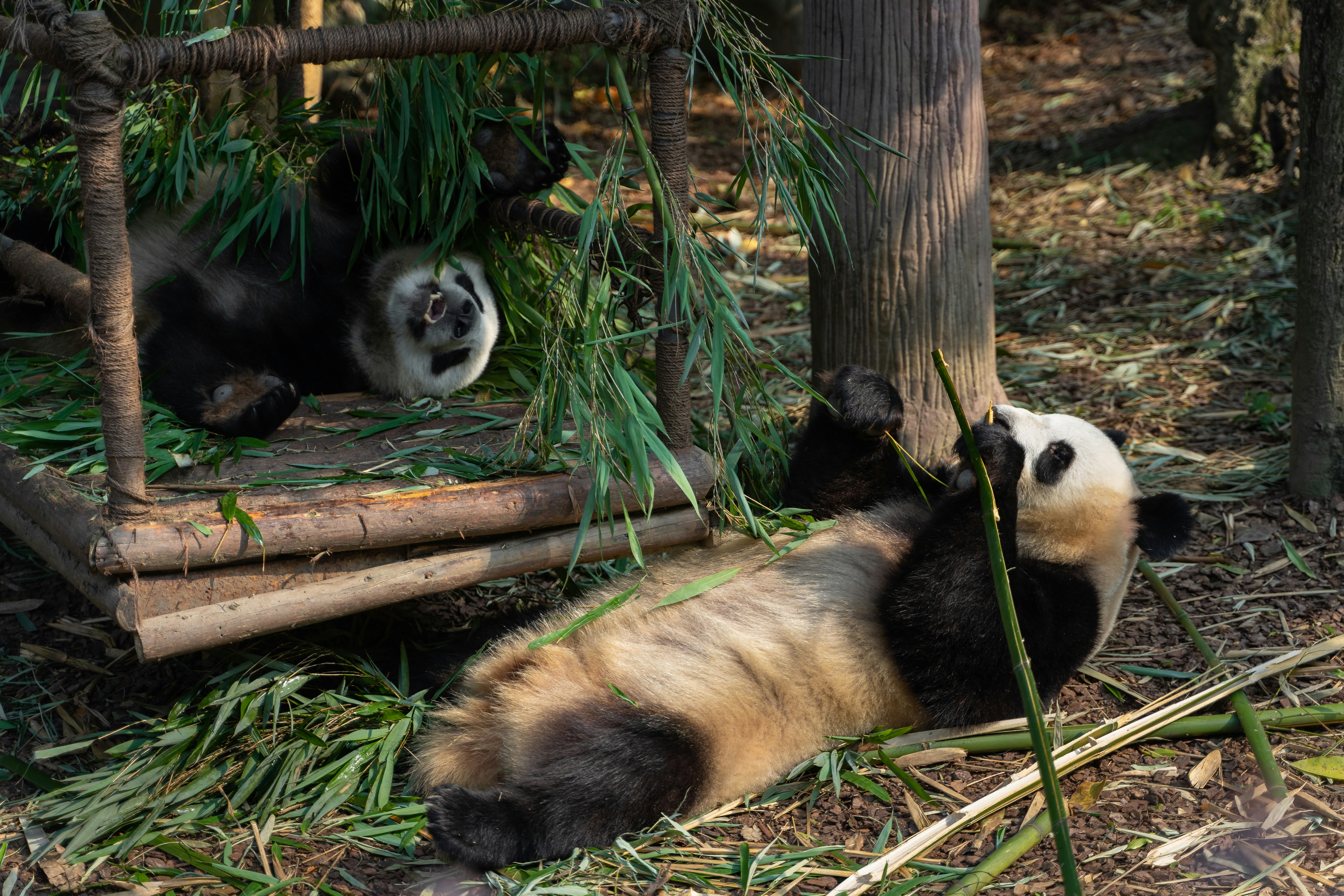 panda bear on brown wooden log