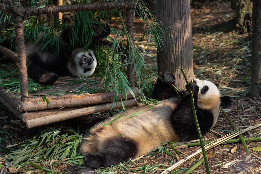 panda bear on brown wooden log