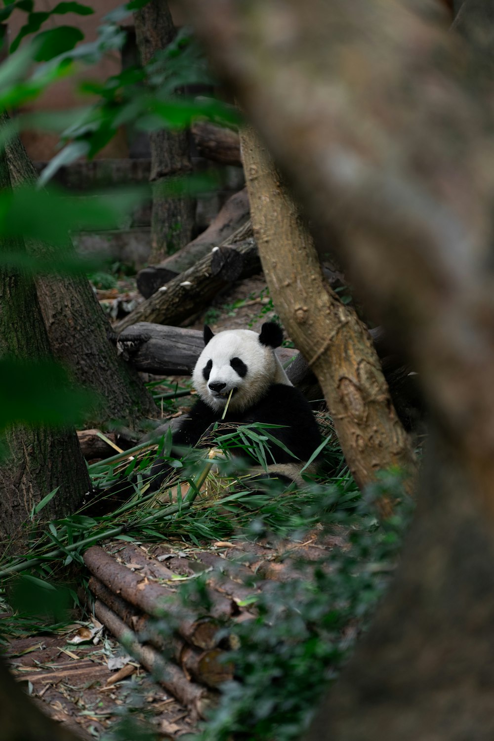 white and black panda on brown tree branch
