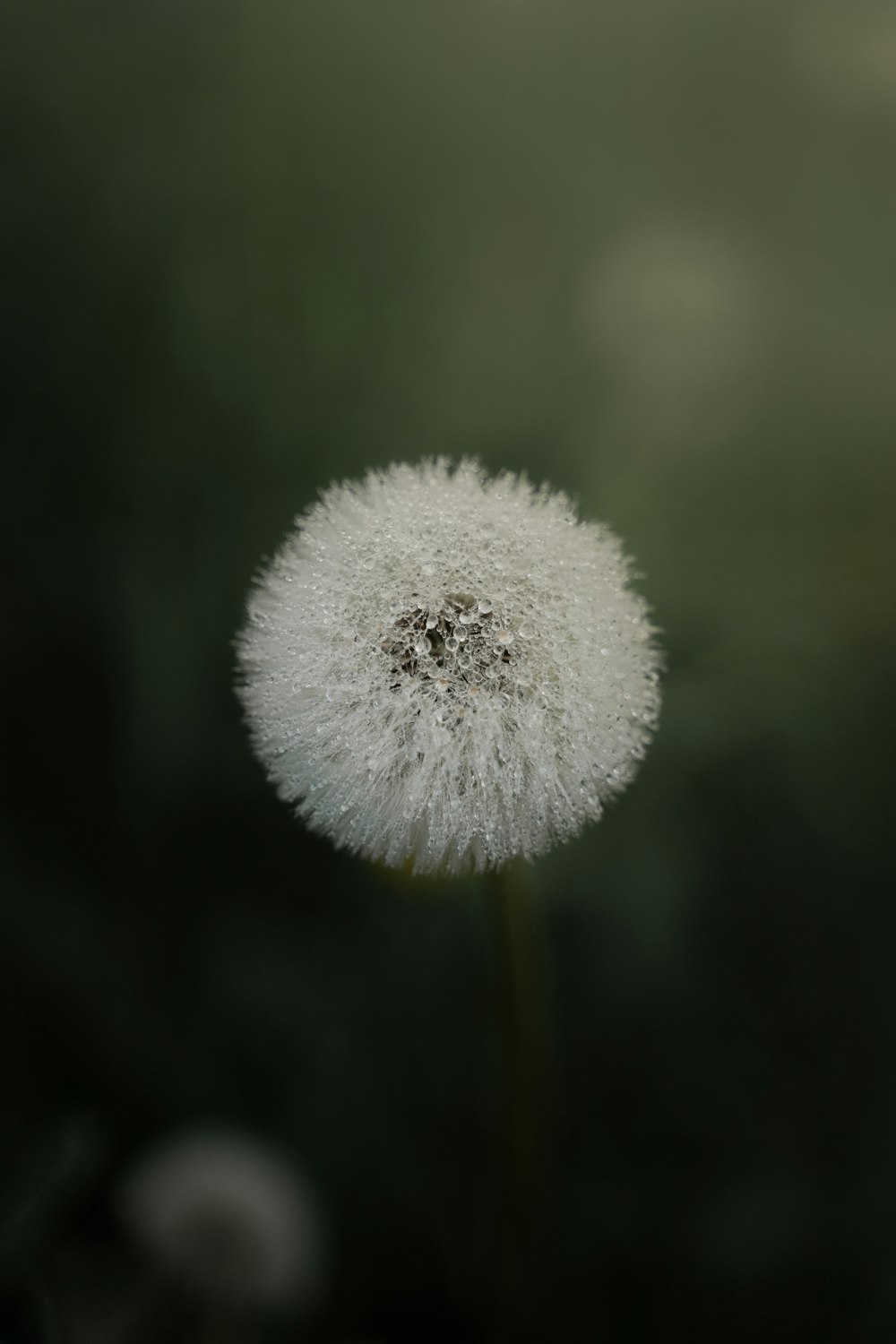 white dandelion in close up photography