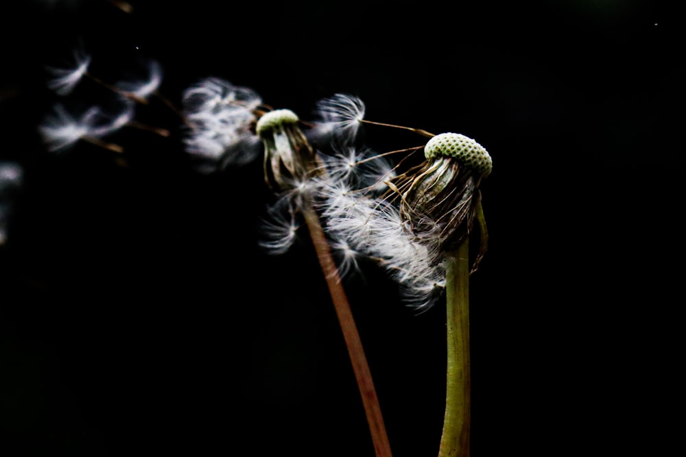 a dandelion blowing in the wind on a black background