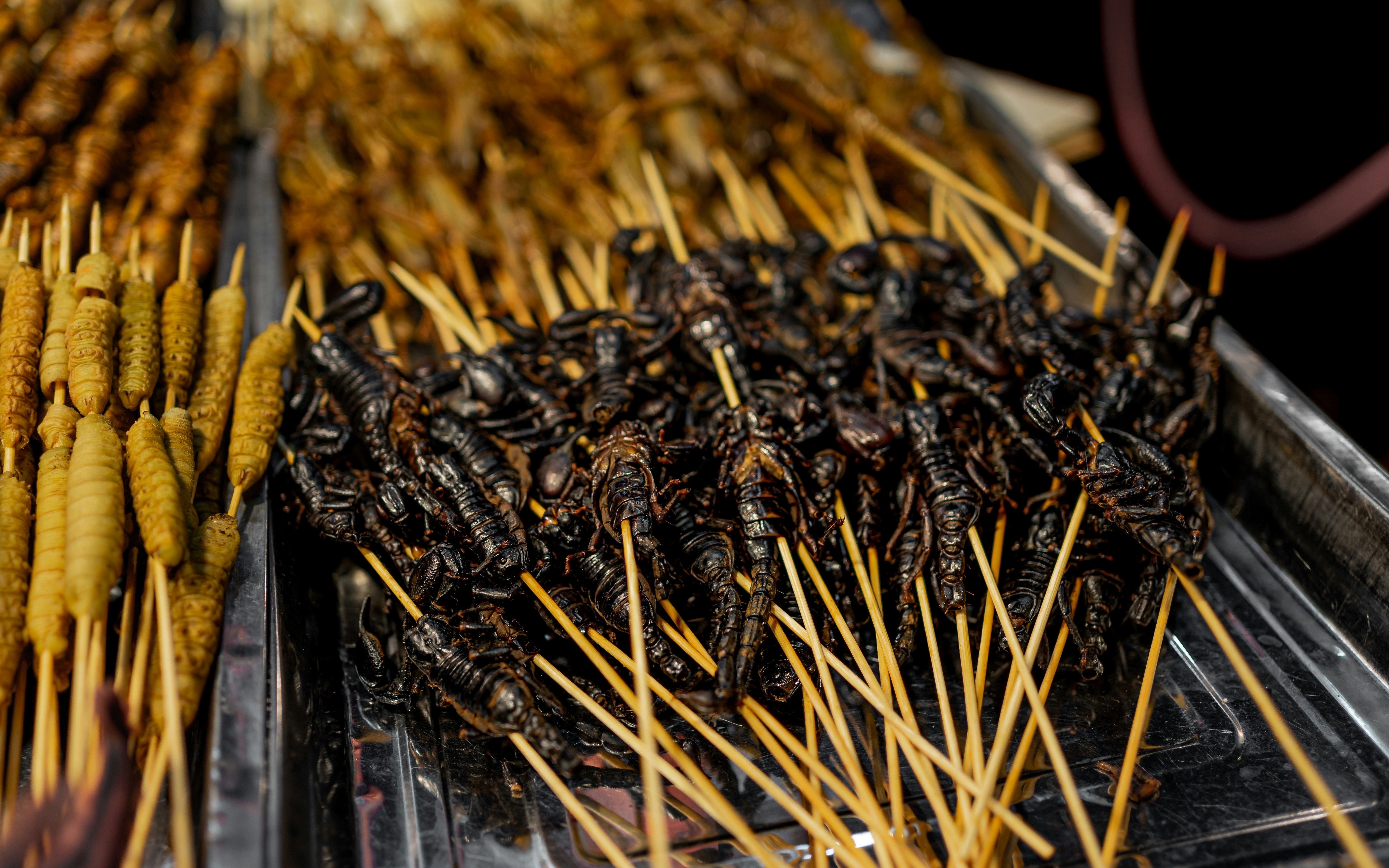 black and brown caterpillar on brown stick