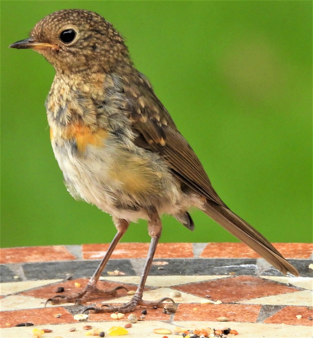 brown and white bird on brown wooden table