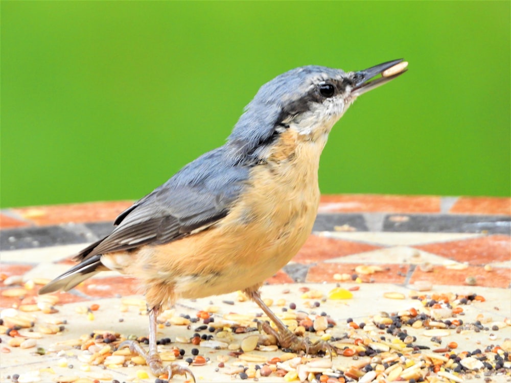 blue and brown bird on ground