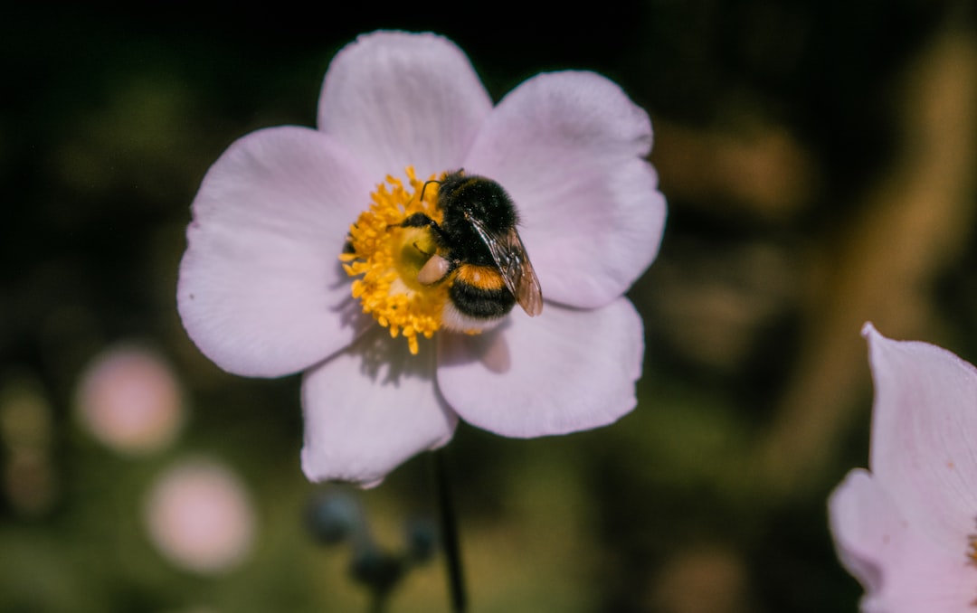 black and yellow bee on white flower