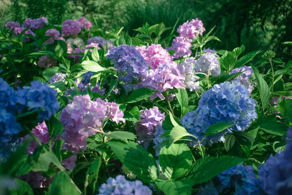 purple and white flower in close up photography